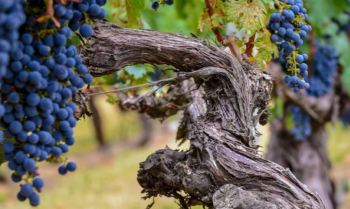 Dia da BA cartaz final page 00001