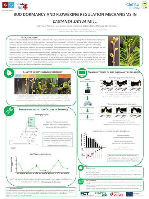 Poster de Ana Alhinho