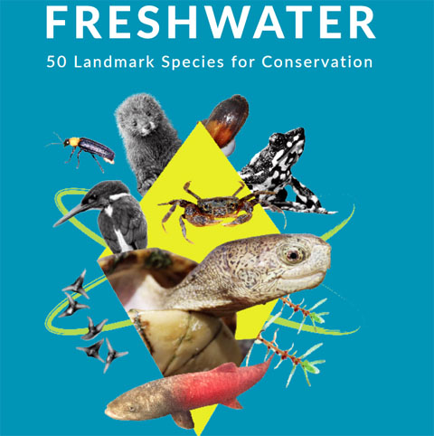 Flyer Freshwater